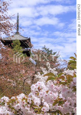 仁和寺　御室桜 39491452