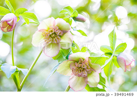 クリスマスローズ クリスマスローズ 39491469