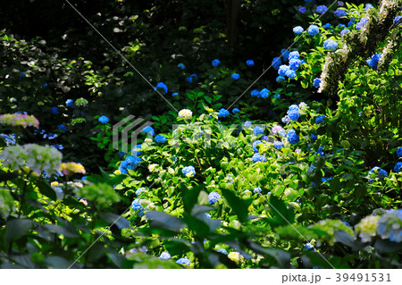 奈良の紫陽花寺 矢田寺 あじさい園をめぐる道は 元気な紫陽花がおおいつくしているの写真素材