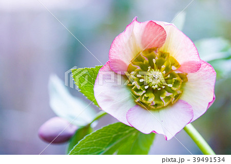 クリスマスローズ 39491534