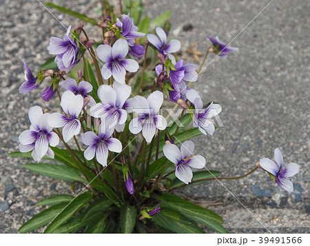 スミレ 39491566