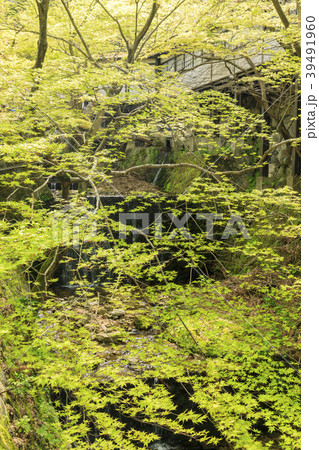 大原 三千院 大原 三千院 39491960