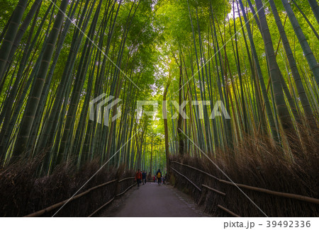 Arashiyama, beautiful bamboo forest in Kyoto, Japa Arashiyama, beautiful bamboo forest in Kyoto, Japa 39492336