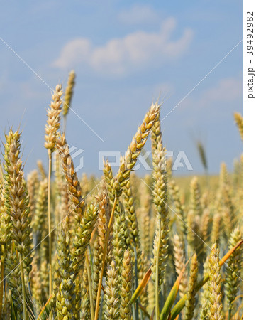 Close up field of wheat under clear blue sky Close up field of wheat under clear blue sky 39492982