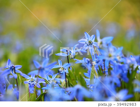 Close up blue spring Scilla flowers Close up blue spring Scilla flowers 39492983