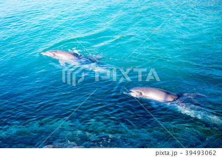 ドルフィンファームしまなみ ドルフィンファームしまなみ 39493062