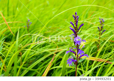 サワギキョウ サワギキョウ 39493201