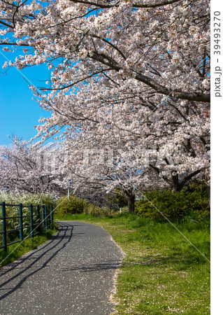 千葉県茂原市の豊田川沿いの桜並木の写真素材