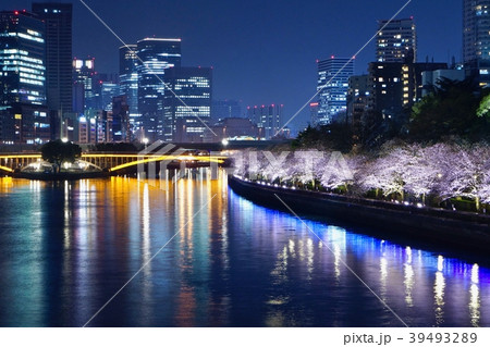 満開の天満橋のサクラ　夜景　大阪府大阪市 39493289