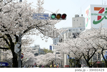 日本・横浜の都市景観　たまプラーザ駅前の桜並木＝神奈川県横浜市青葉区 39493429