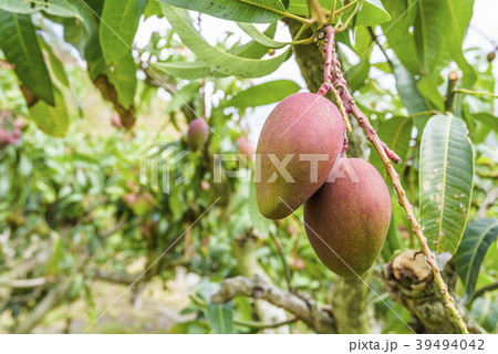 close up of mango fruit on a mango tree 39494042