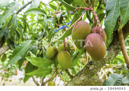 close up of mango fruit on a mango tree 39494043
