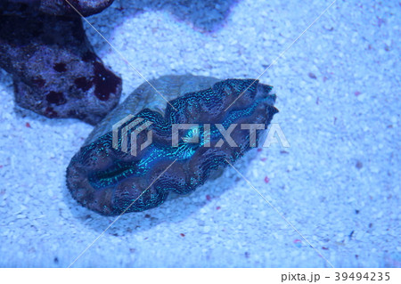 ヒメシャコガイ 39494235