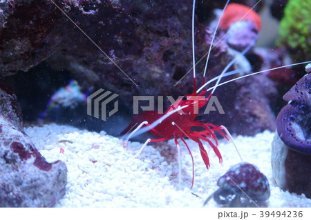 ホワイトソックスシュリンプ 39494236