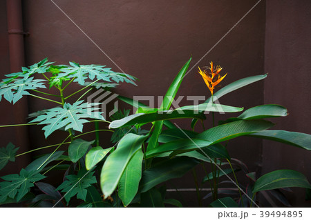 Red Painted Wall Red Painted Wall 39494895