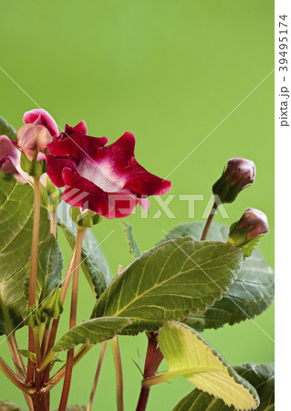 beautiful red flowers gloxinia 39495174
