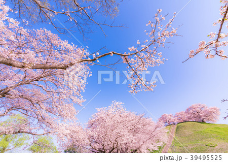 日本の春 さきたま古墳公園の桜の写真素材