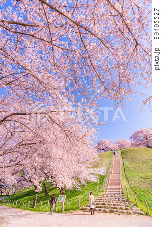 日本の春 さきたま古墳公園の桜の写真素材