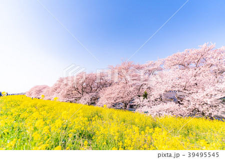日本の春 熊谷桜堤の桜と菜の花 39495545