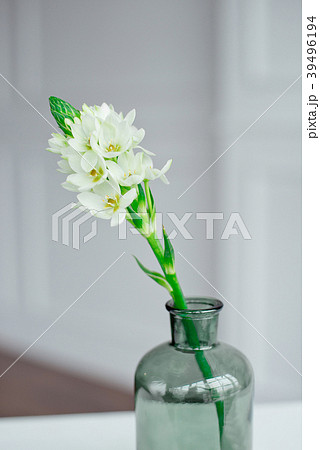Branch of blooming white hyacinths in a glass vase 39496194