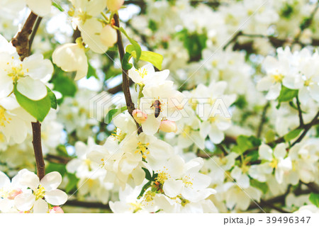 Bee on a flower tree Bee on a flower tree 39496347