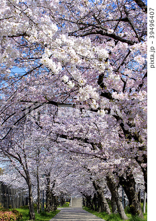 大阪府大阪市の桜之宮公園の桜のトンネル 39496407