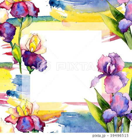 Colorful irises. Floral botanical flower. Wild 39496515