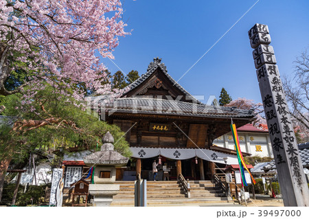春の元善光寺　長野県飯田市 39497000