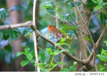 タネコマドリ 39497310