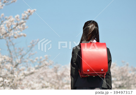 6年生の女の子（桜、卒業、後姿） 39497317