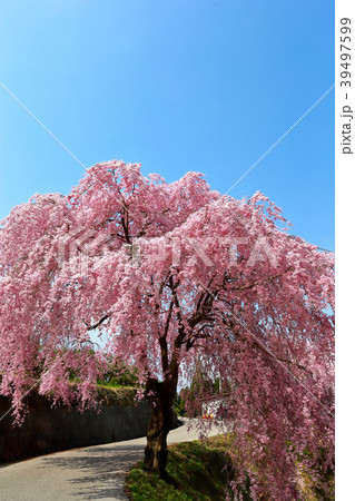 頓定のしだれ桜 頓定のしだれ桜 39497599