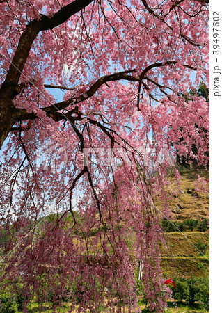 頓定のしだれ桜 頓定のしだれ桜 39497602