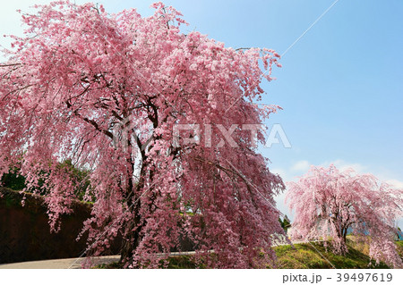 頓定のしだれ桜 頓定のしだれ桜 39497619