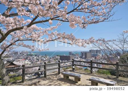 桜花爛漫の三井寺 39498052