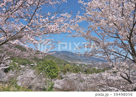 桜花爛漫の三井寺 桜花爛漫の三井寺 39498056