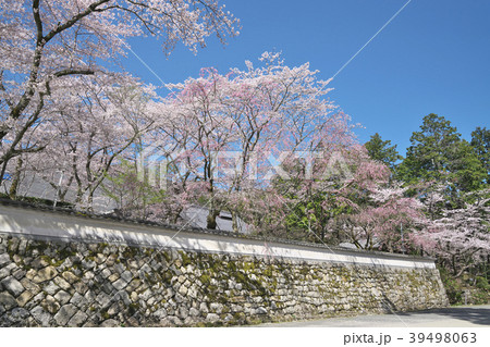桜花爛漫の三井寺 桜花爛漫の三井寺 39498063