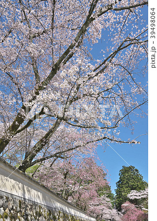 桜花爛漫の三井寺 桜花爛漫の三井寺 39498064