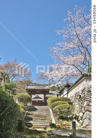 桜花爛漫の三井寺 39498066