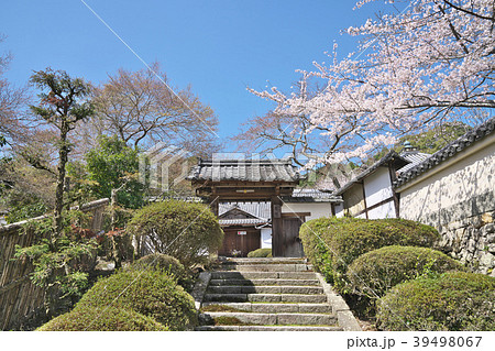桜花爛漫の三井寺 桜花爛漫の三井寺 39498067