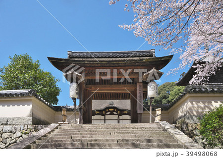桜花爛漫の三井寺 桜花爛漫の三井寺 39498068