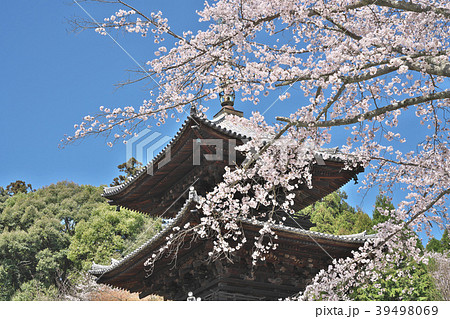 桜花爛漫の三井寺 39498069