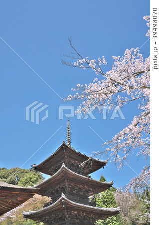 桜花爛漫の三井寺 桜花爛漫の三井寺 39498070