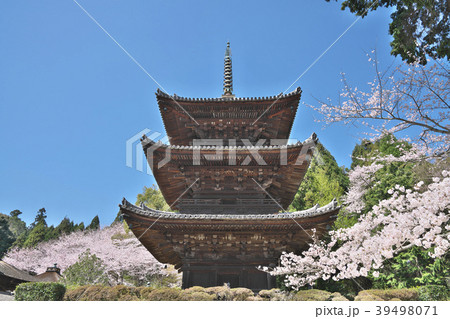 桜花爛漫の三井寺 39498071