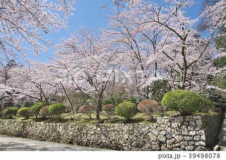 桜花爛漫の三井寺 桜花爛漫の三井寺 39498078