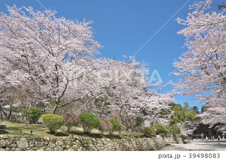 桜花爛漫の三井寺 39498083