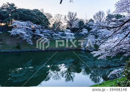 満開の桜　Cherry Blossoms 39498148