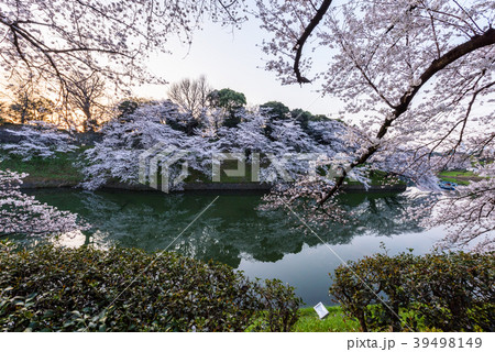 満開の桜 Cherry Blossoms 満開の桜 Cherry Blossoms 39498149