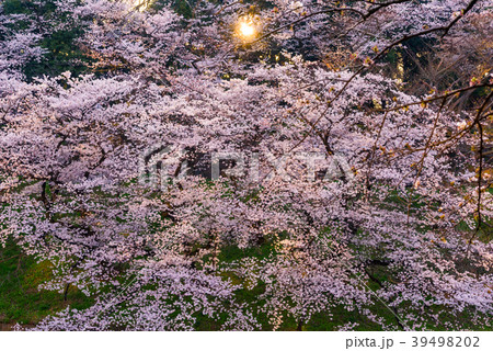 満開の桜 Cherry Blossoms 満開の桜 Cherry Blossoms 39498202
