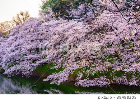 満開の桜 Cherry Blossoms 満開の桜 Cherry Blossoms 39498205