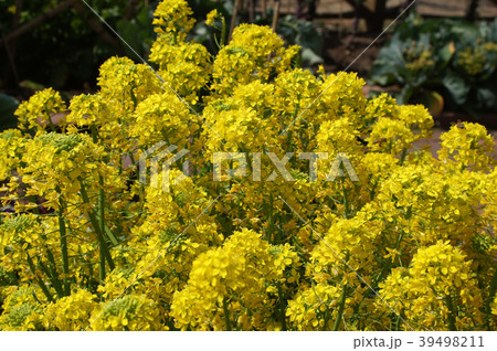 レッチェナタリアの花 レッチェナタリアの花 39498211